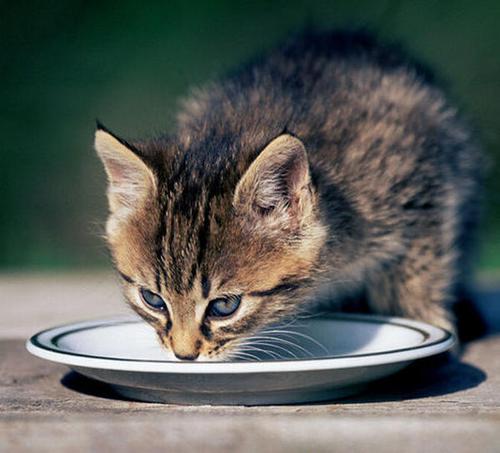 猫罐头多少钱一罐合理