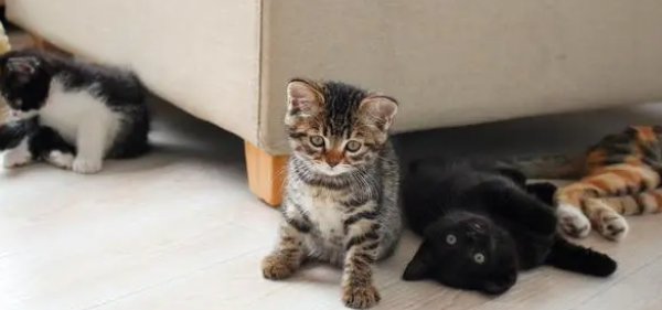 猫舍是干嘛的?猫舍和宠物店有什么区别? 猫舍是干嘛的?猫舍和宠物店有什么区别?