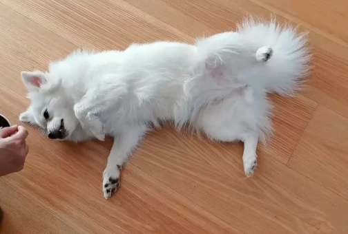 幼犬消炎药吃什么好