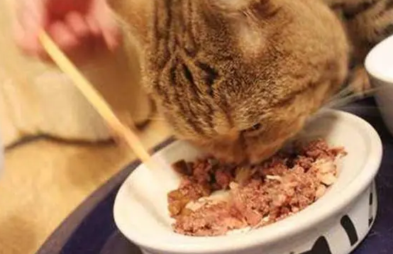 猫罐头：主食罐头和零食罐头区别