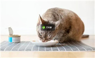 猫咪可以吃猫罐头吗