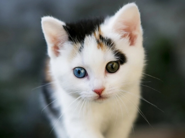 成猫粮和全价猫粮的区别 成猫粮和全价猫粮的区别