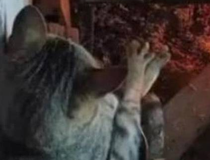 猫咪烤火时默默的张开脚掌，网友：马上就全方位烤熟 