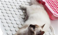 猫砂垫放在哪