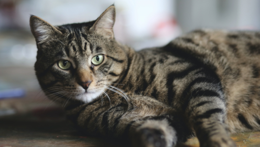 养猫家庭的驱蚊措施怎么做才好? 养猫家庭的驱蚊措施怎么做才好?
