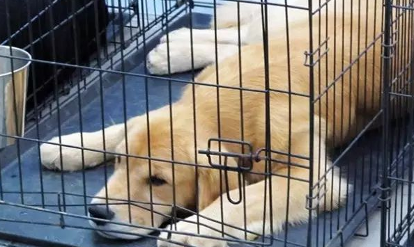 狗进笼子一直叫怎么办?主要人及时纠正 狗进笼子一直叫怎么办?主要人及时纠正