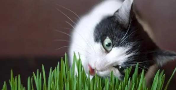 猫草对猫有很多好处,你也需要考虑给你家猫咪准备一些 猫草对猫有很多好处,你也需要考虑给你家猫咪准备一些