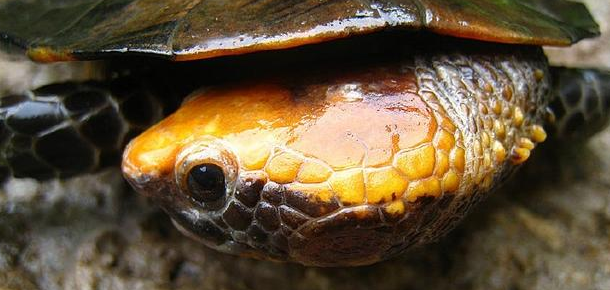 红头扁龟的寿命是多少年?又有哪些习性呢