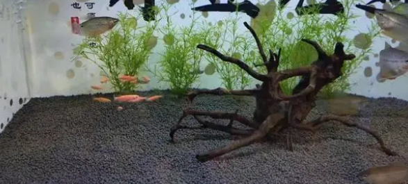 氧气泵并不是鱼缸的必需品,新鱼友们引以为戒,不要疯狂爆氧了 氧气泵并不是鱼缸的必需品,新鱼友们引以为戒,不要疯狂爆氧了
