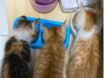 小猫多久吃罐头