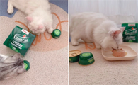 猫咪罐头哪家好