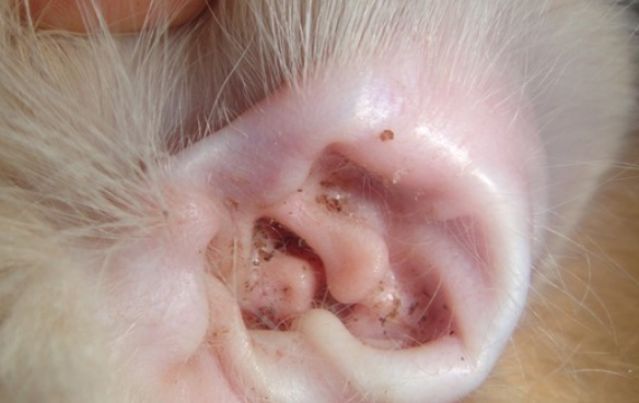 当发现狗狗患有耳螨后,应该及时清理耳朵,随后再使用洗耳液冲洗狗狗的