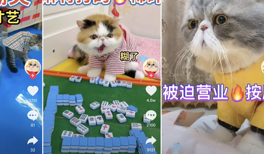宠物主播可以播哪些内容