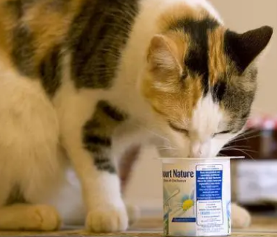 酸奶对猫咪有用吗?