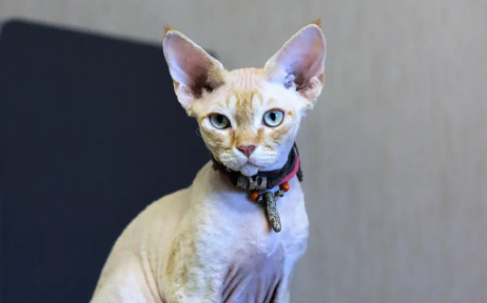德文卷毛猫呕吐怎么办?速速来了解! 德文卷毛猫呕吐怎么办?速速来了解!