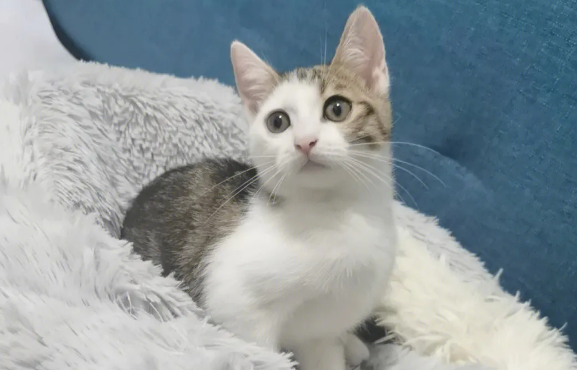 为什么三花公猫没有生育能力？看这里
