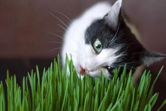 猫草要吃多少 猫草要吃多少