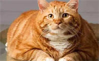 十大新手最好养的猫