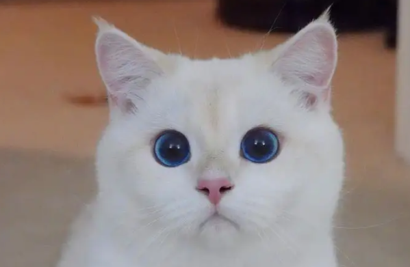 小猫身上有疙瘩像结痂怎么了?可以这么解决~ 小猫身上有疙瘩像结痂怎么了?可以这么解决~