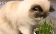 养猫用准备猫草么