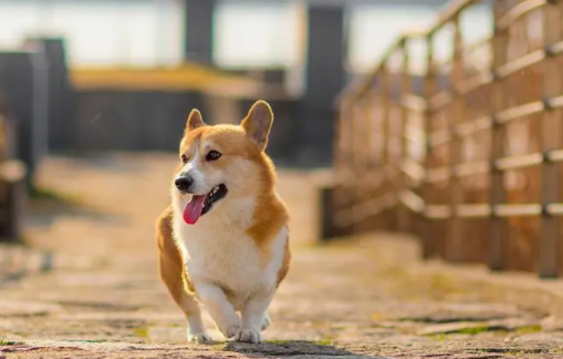 狗狗有眼屎正常吗？想养的铲屎官来看看～