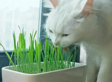 猫草是什么意思 猫草是什么意思