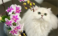 养猫家里可以养什么花？来这里看看吧