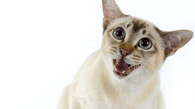 东奇尼猫的养护小技巧?一起来瞧瞧吧! 东奇尼猫的养护小技巧?一起来瞧瞧吧!