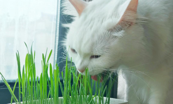 猫草用大麦还是小麦好 猫草用大麦还是小麦好