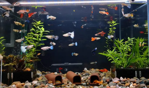鱼缸底砂水浑浊怎么处理