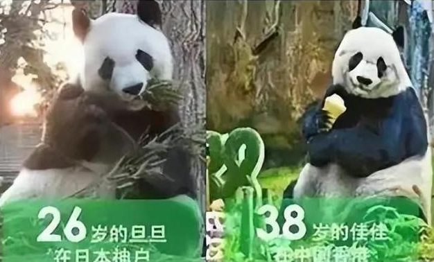 大熊猫丫丫乐乐揭开大熊猫租借协议背后的黑暗