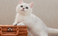 矮脚猫什么样