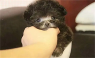 茶杯犬和博美犬哪个好养