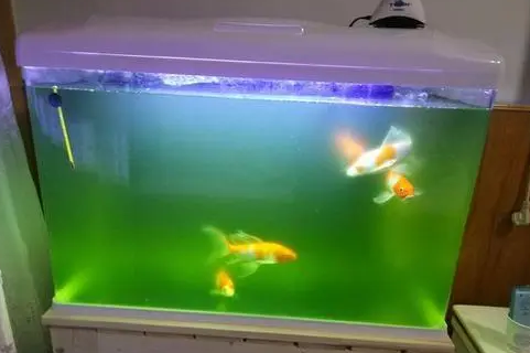 鱼缸水变绿怎么处理