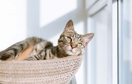 猫猫为什么一直踩被子，你知道吗？