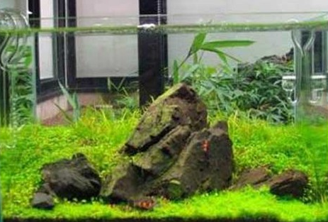 新买的水草如何入缸