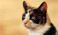 晚上门外有猫叫千万别出去