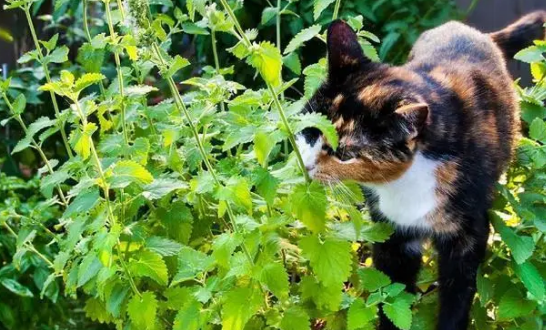 猫薄荷和普通薄荷一样吗？速速来了解！