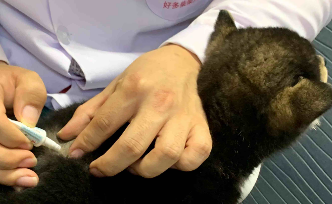 狗狗体外驱虫药多久