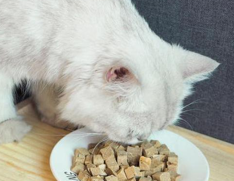 四个月的猫一天吃多少克猫粮?一问替你解答 四个月的猫一天吃多少克猫粮?一问替你解答