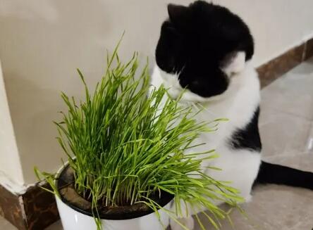 猫草能种多久 猫草能种多久
