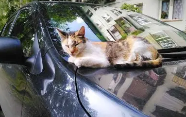 猫爱钻进汽车引擎盖是为什么?主人来看看吧 猫爱钻进汽车引擎盖是为什么?主人来看看吧