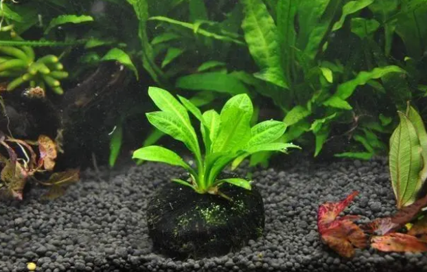 孔雀鱼缸养什么水草
