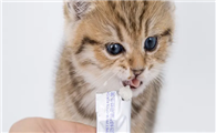 猫咪益生菌用量