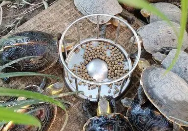龟吃龟粮的视频 龟吃龟粮的视频