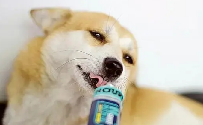 狗狗冠状能吃营养膏吗