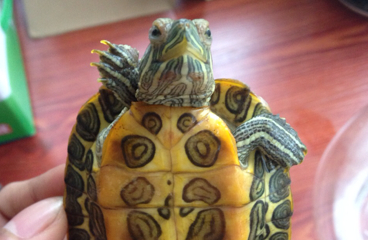 阿拉莫泥龟寿命多少年?本文给你解答