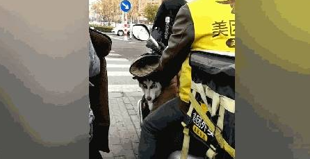 二哈被外卖小哥送回家，中途扭头闻送餐箱