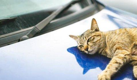 如何防猫爬引擎盖？主人要重视