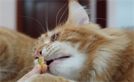 猫咪要吃鱼油吗
